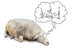 眠りたいなら「羊」を数えてはいけない!　不眠・寝不足時代の正しい睡眠方法