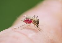 デング熱の予防は蚊に刺されないこと!　だが、蚊に刺されやすいかどうかは遺伝で決まっている!?