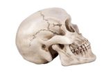 白骨死体の顔は嘘をつかない!?　頭蓋骨から生前の顔を復元する方法