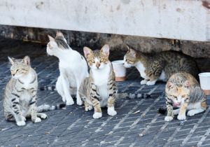 観光客殺到の「猫の島」で野良猫200匹に不妊手術!　香川県・男木島で何が起きているのか?