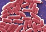 「最後の切り札」の強力抗生物質も効かない「多剤耐性菌」の恐怖　世界で1000万人が死亡！？