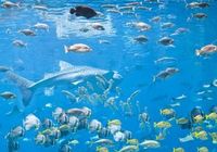 ロンブー田村、ココリコ田中も苦労体験の生態調査　魚類の生物種や絶滅危惧種には「環境DNA分析法」がある