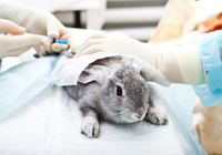 日本では＜ウサギの眼球がただれる様子＞を観察！ 欧米は化粧品の動物実験を廃止