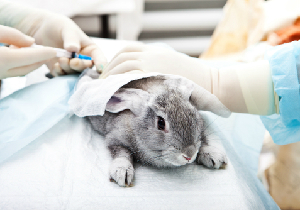 日本では＜ウサギの眼球がただれる様子＞を観察！ 欧米は化粧品の動物実験を廃止