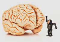 ヒトの「大脳」はなぜ巨大化したのか？ 脳が大きければ知性も高い？