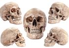 紀元前の沈没船から古代人の「頭蓋骨」発見！最新「DNA鑑定」で人種・性別・年齢・出生地も解明？