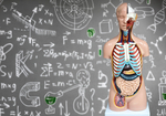 医学教育で解剖学が軽視されている！2030年、身体の構造を知らない医師ばかりになる！