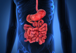 「腸間膜」は「臓器」だった！解剖学の定説を塗り替える新発見！しかし、その役割や働きは？