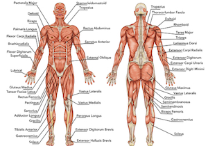 「解剖学」の基礎知識こそが実生活の中での「社会解剖学」へとつながっていく