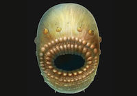 「人類最古の祖先」を中国の海底で発見？ 5億4000万年前の珍妙奇天烈な海洋生物