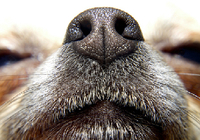 嗅診って何？　息を嗅げば病気の正体がわかる！　がんを嗅ぎ分ける探知犬も活躍