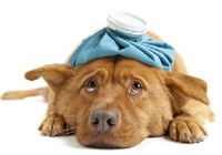 ペットの傷病ランキングＴＯＰ3　2位「外耳炎」、3位「下痢」、1位は？