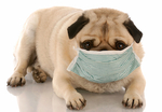 米国でイヌの「インフルエンザ」が大流行！　ただし、ヒトへの感染は心配なし