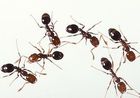強毒「ヒアリ」が日本上陸、ショック死に注意！ ＜女王アリ＞発見で日本も繁殖か？