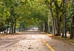 都市の緑化で「喘息」の入院率が低下！「樹木の多さ」が大気汚染防止に絶大な効果を発揮