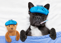 イヌにもインフルエンザ流行……愛犬のインフル感染が飼い主にも？