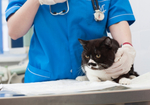 愛犬・愛猫のために東洋医学を積極的に導入  注目されるペット中医学とは？