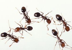 強毒「ヒアリ」が日本上陸、ショック死に注意！ ＜女王アリ＞発見で日本も繁殖か？の画像1