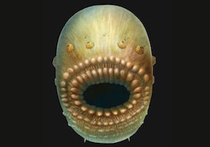 Saccorhytus.jpg