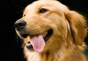 全国初！ がん探知犬によるがん検診～試験管に入った尿を嗅ぎ分け判定の画像1
