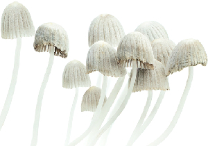 mushroom0127.jpg